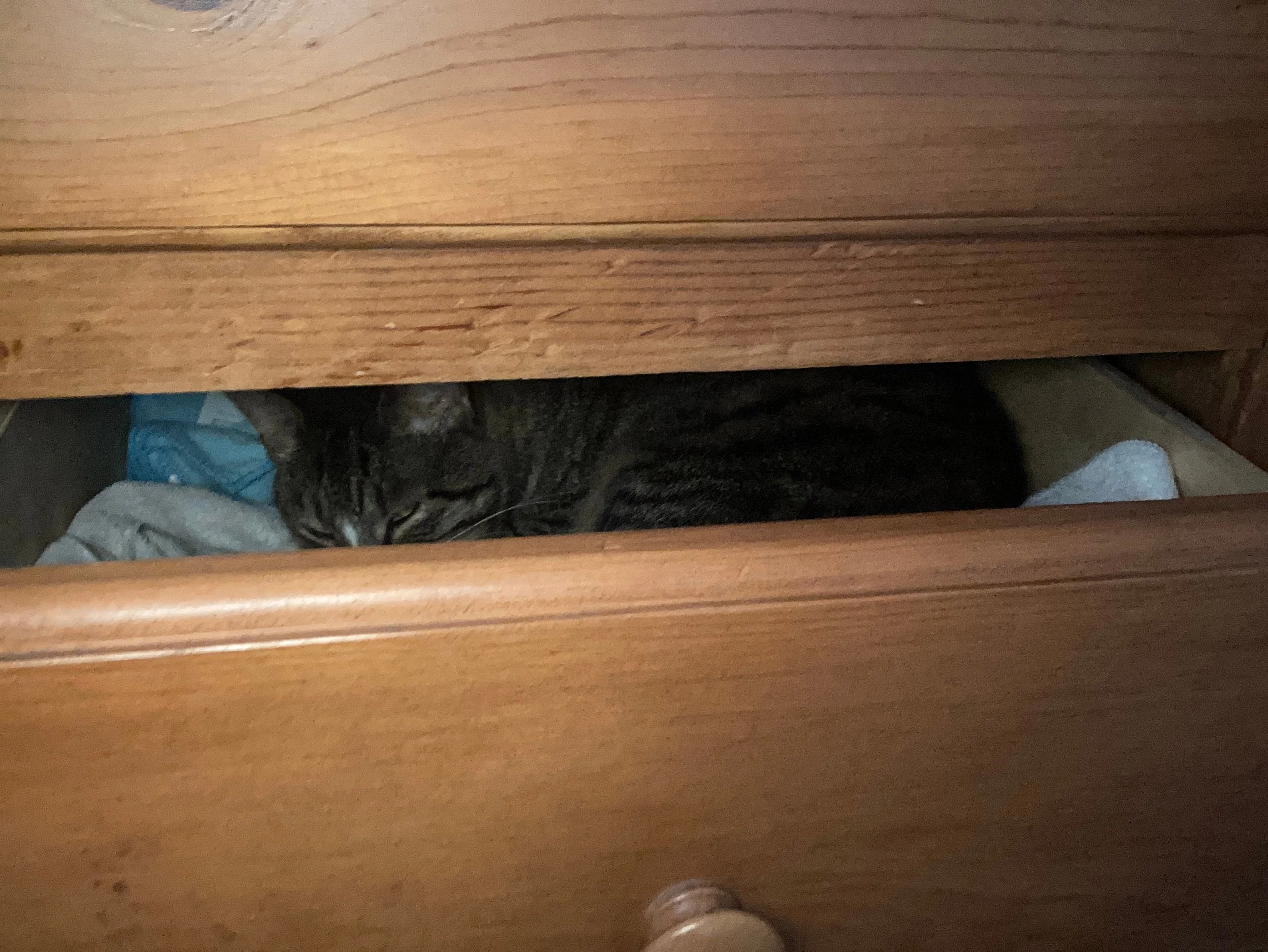 Alley Spotted