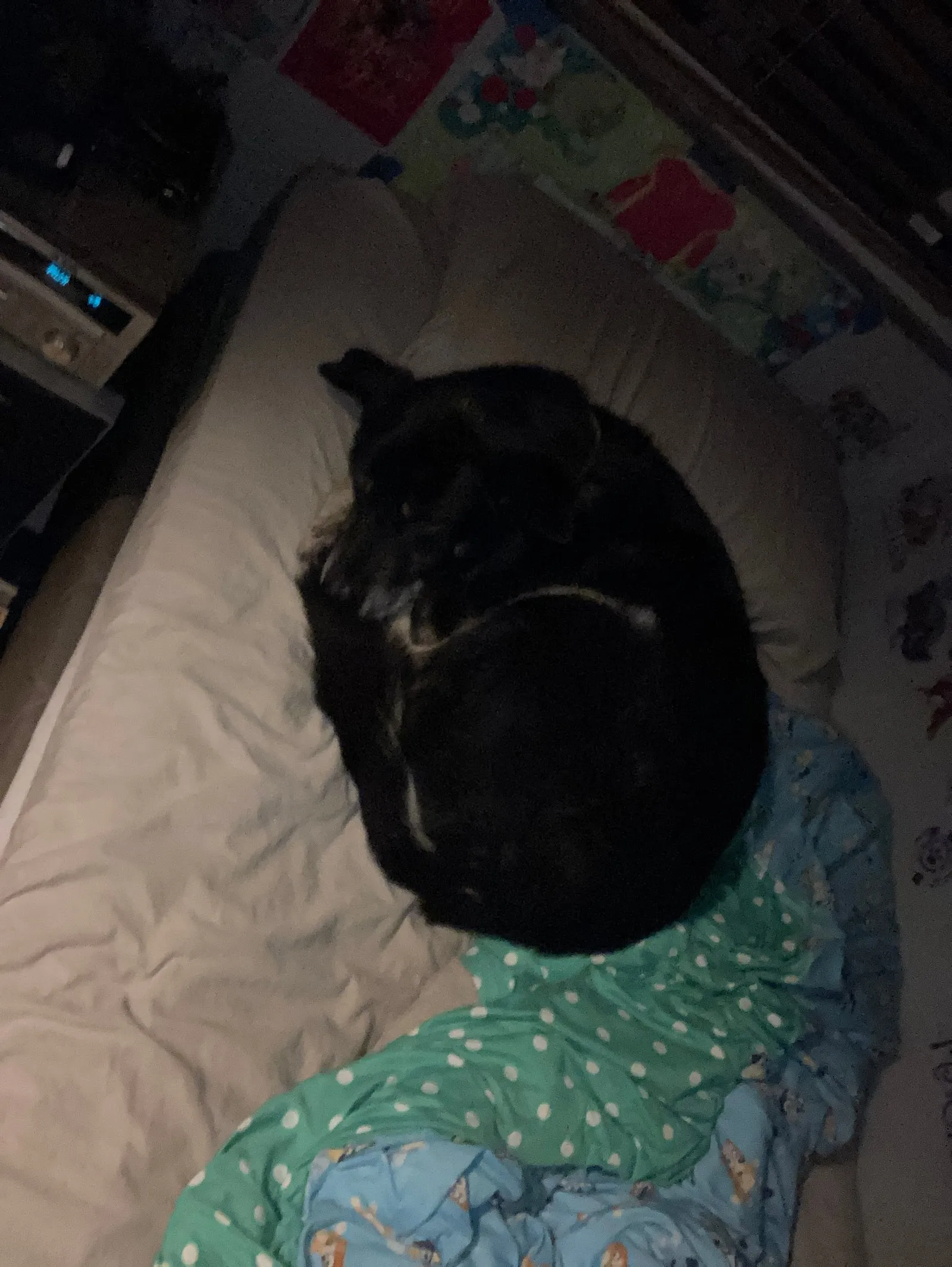 Kodi curled up on the bed.