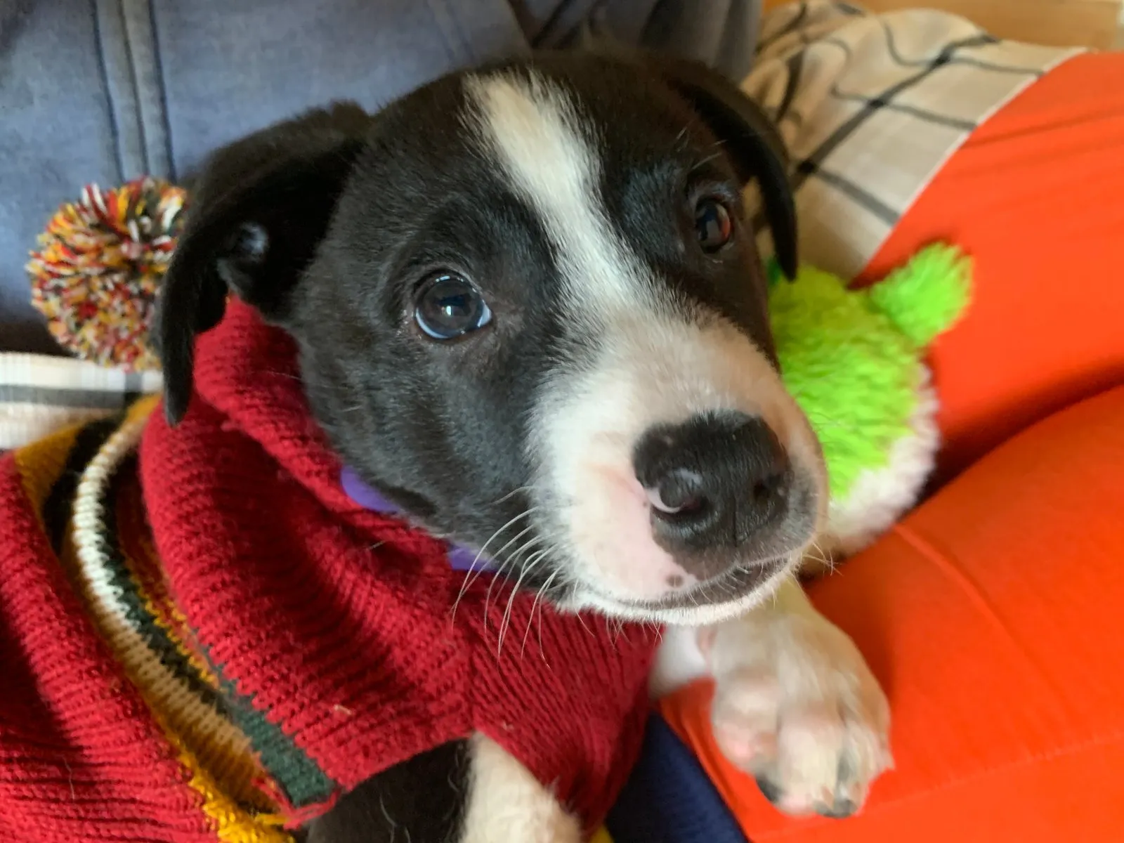 Blackjack, a two-month-old pitbull mix puppy I cared for over Christmas