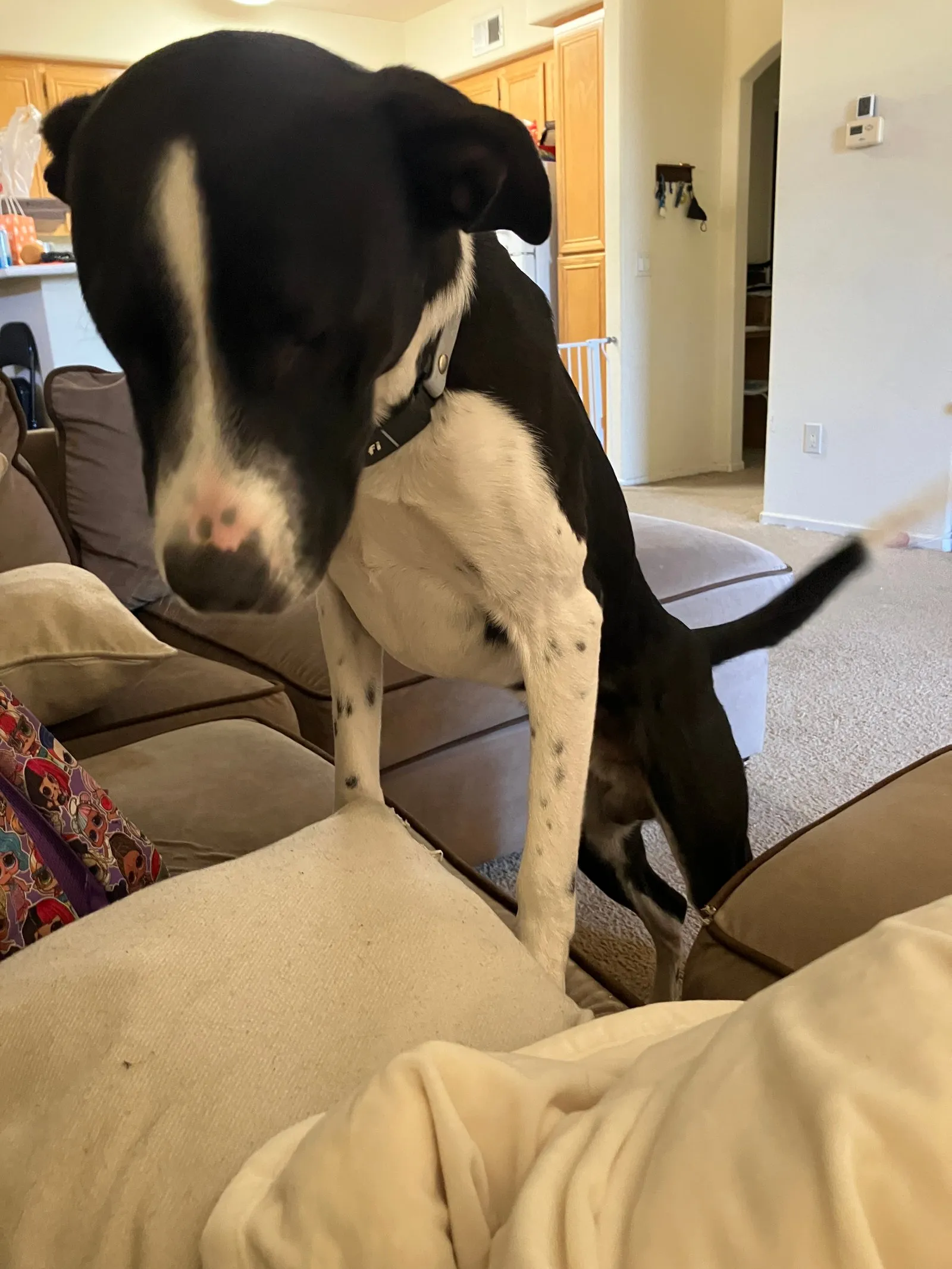 Blackjack coming for cuddles.