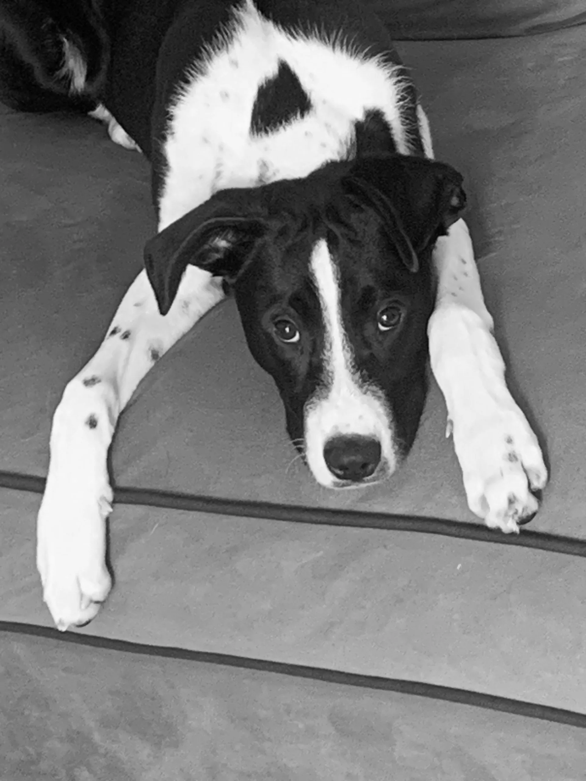 Blackjack, a cutie.