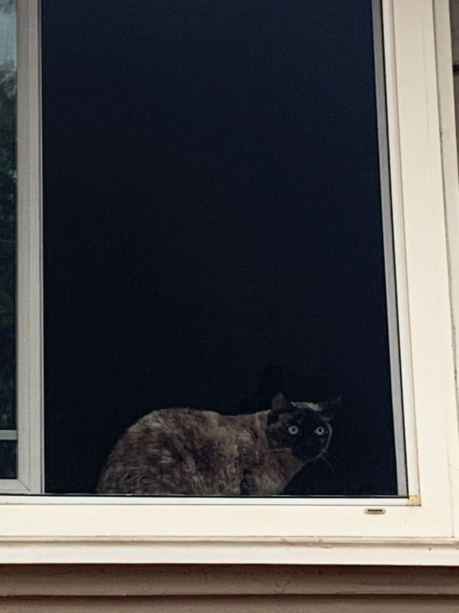 House-sitting my cat while my parents were away