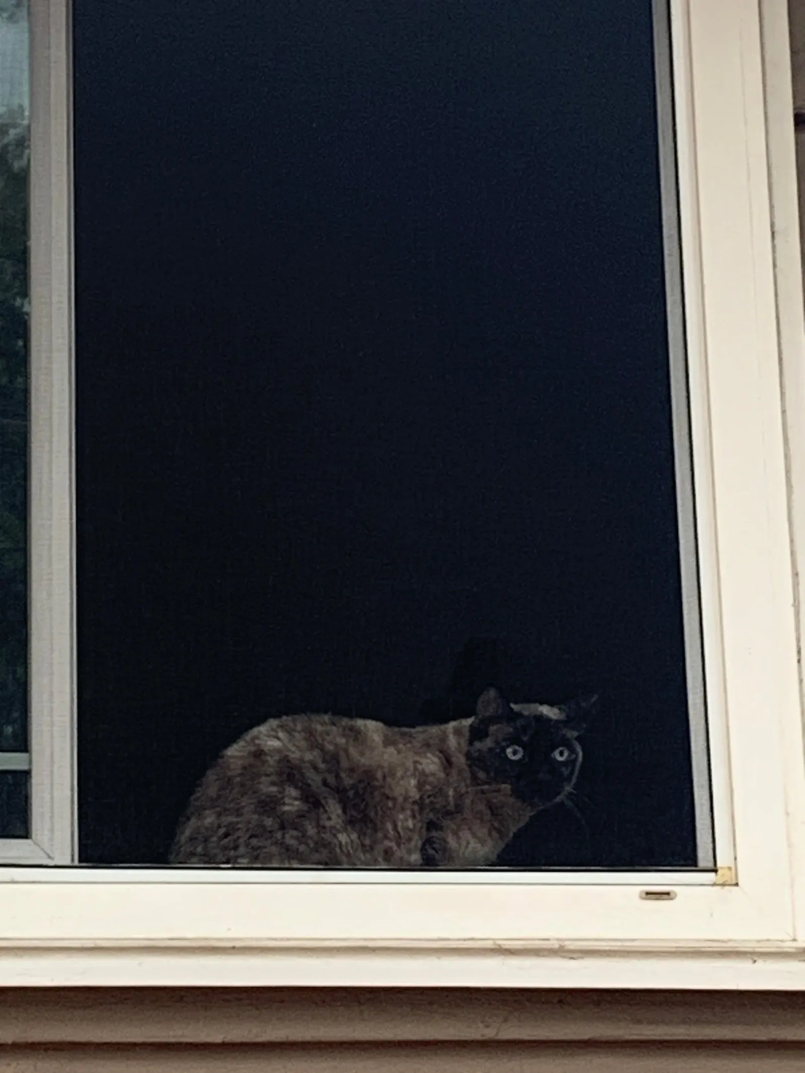 House-sitting my cat while my parents were away