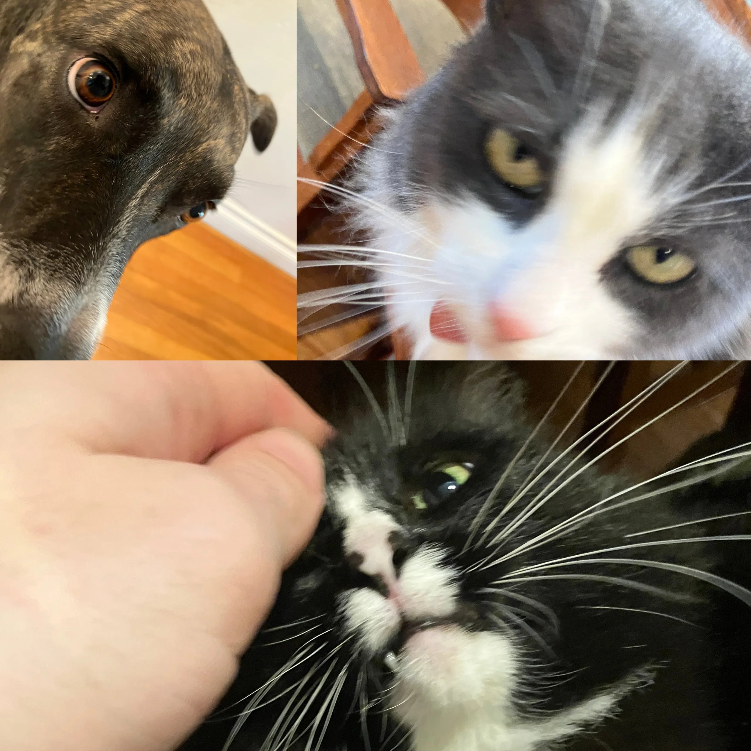 House sitting once again, ending the year surrounded by familiar routines and good animals.