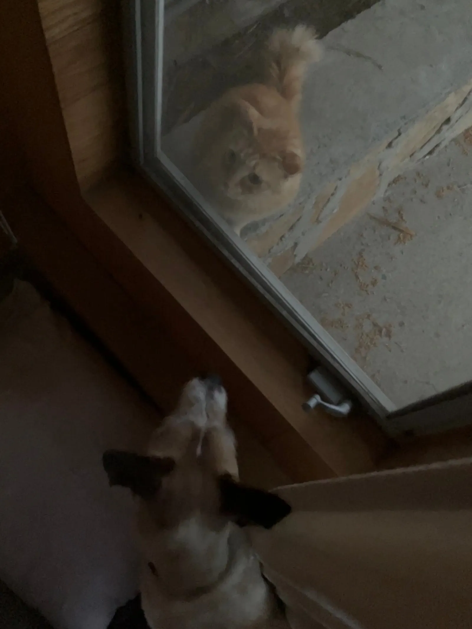 Dog staring down a chilly cat through a window.