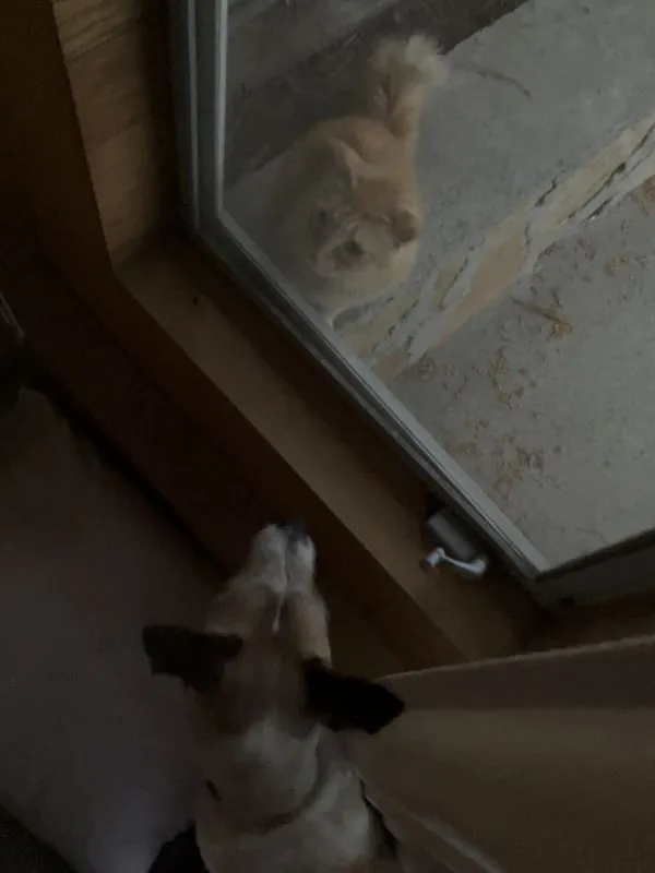 Dog staring down a chilly cat through a window.