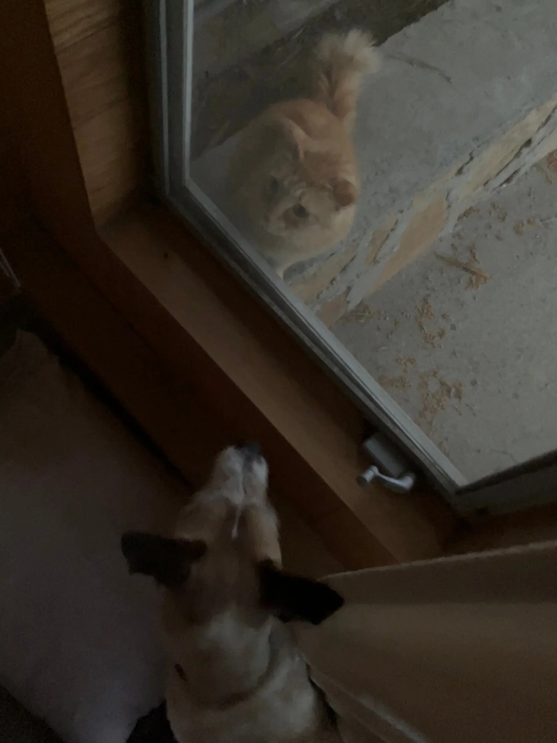 Dog staring down a chilly cat through a window.