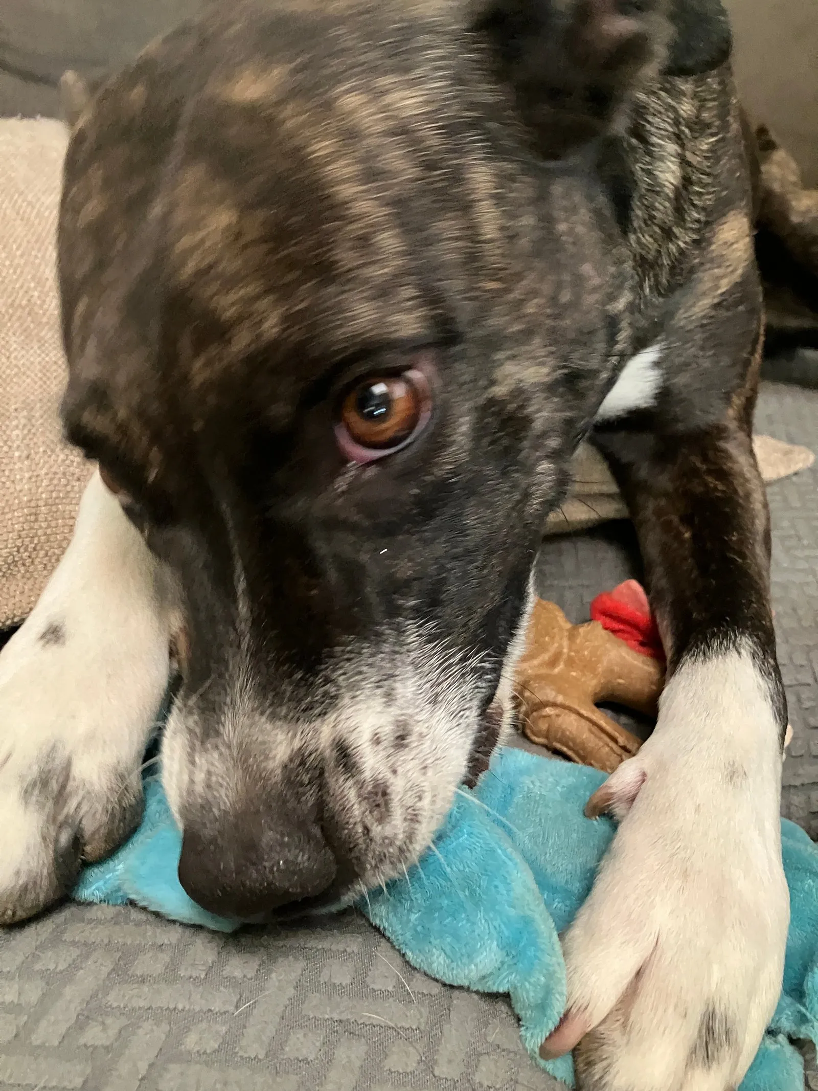 Mia attempting to remove the squeaker.