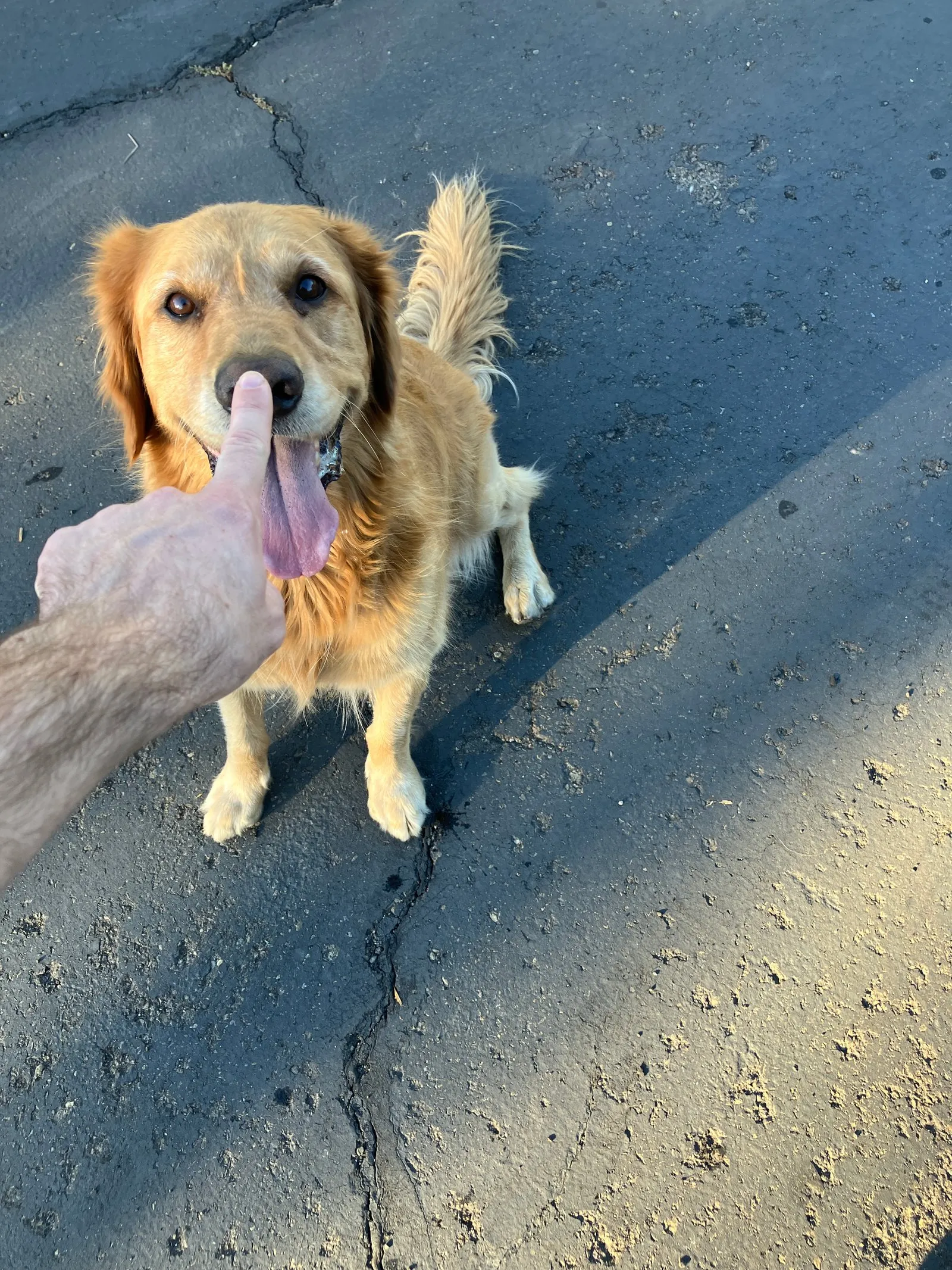 A golden retriever mid-boop, radiating pure friendliness.