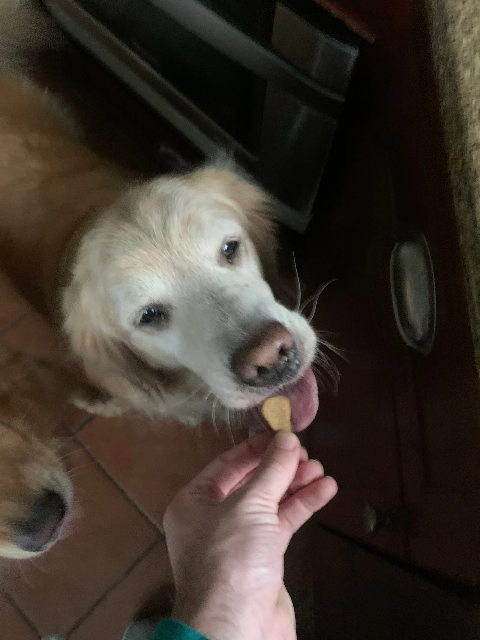 House-sitting two golden retrievers for a neighbor