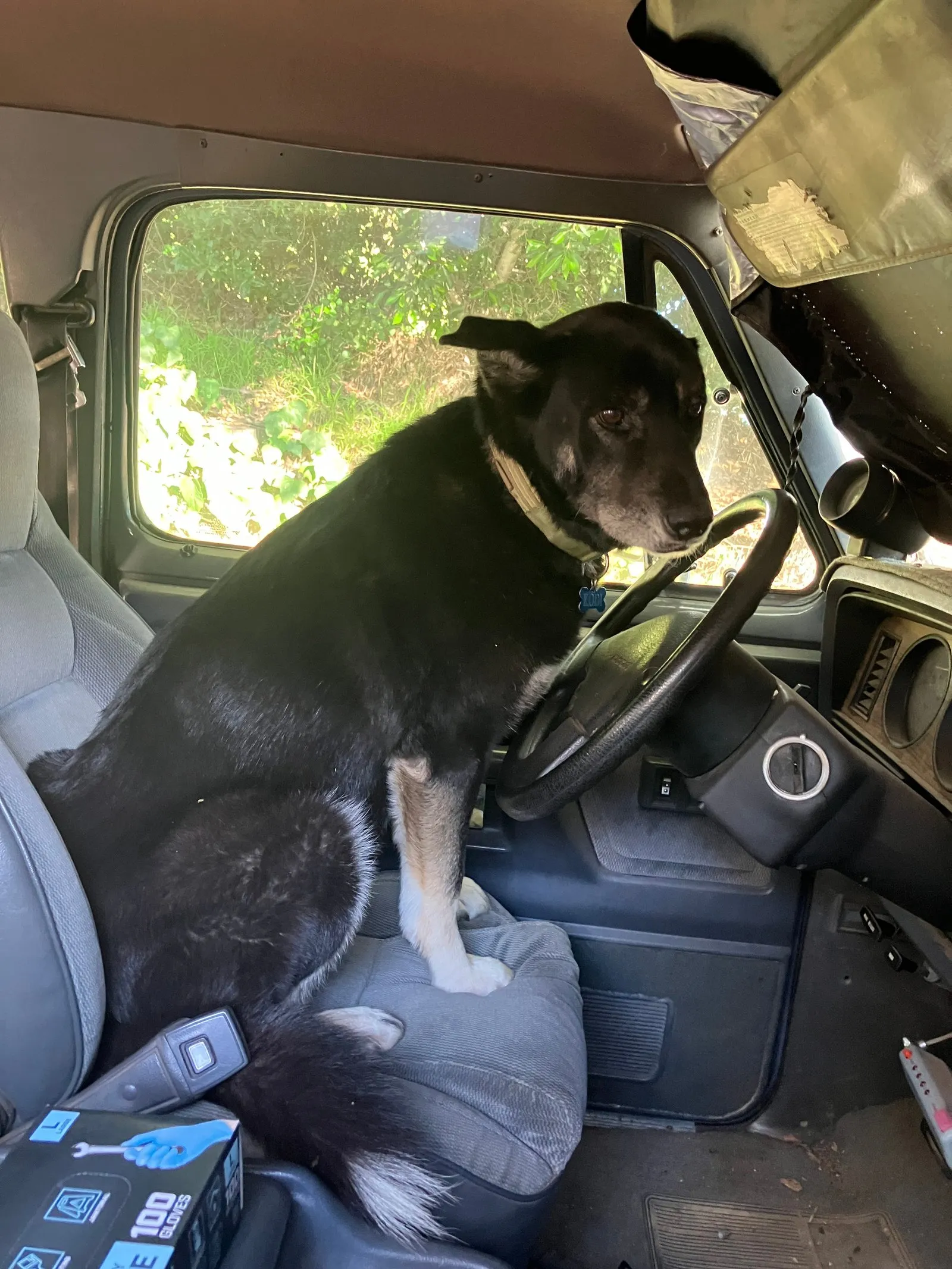 Kodi in the driver’s seat. He has no license, but plenty of confidence.