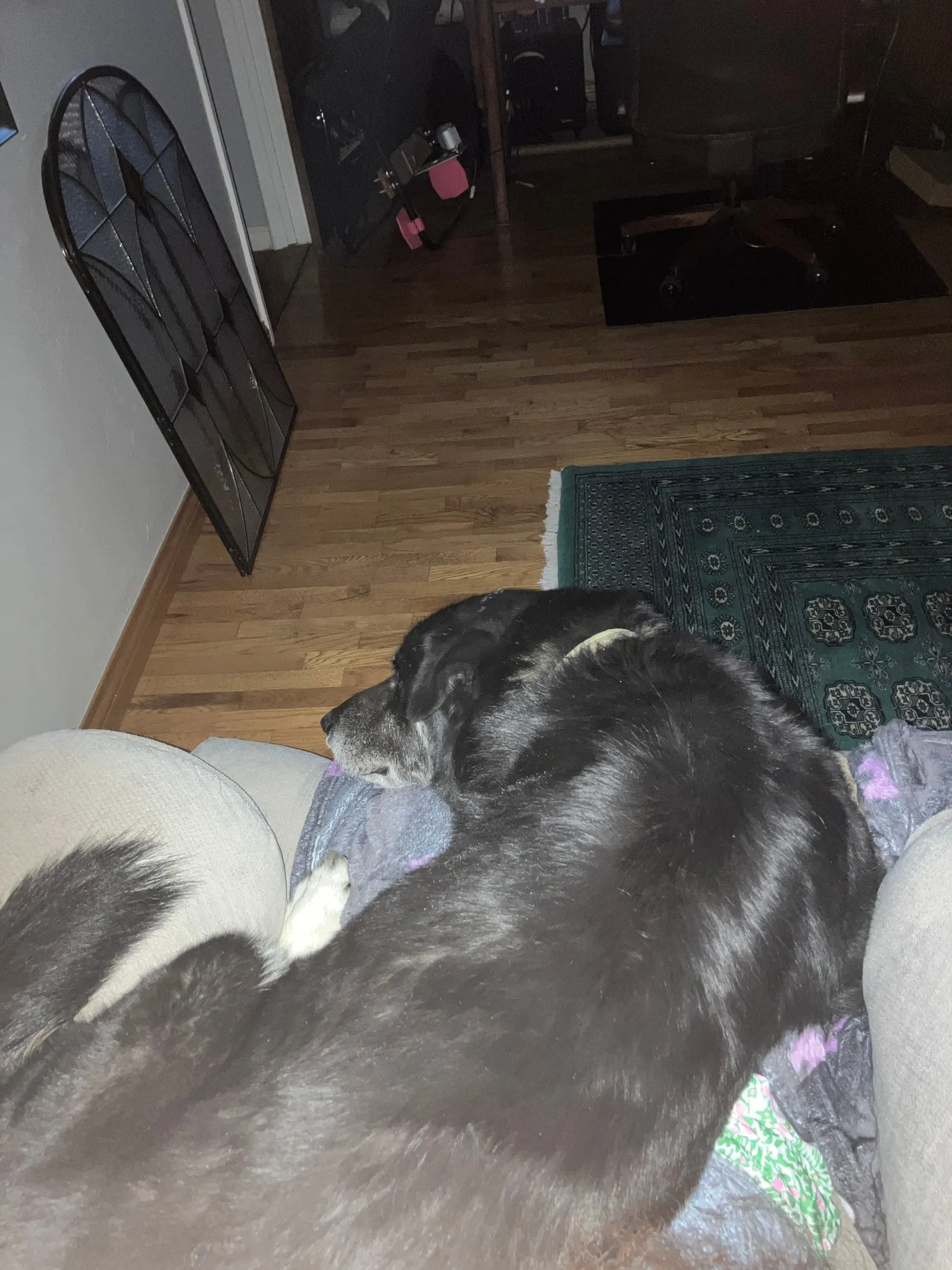 Kodi asleep on my lap whilst I watch Baahubali: The Epic on Netflix.