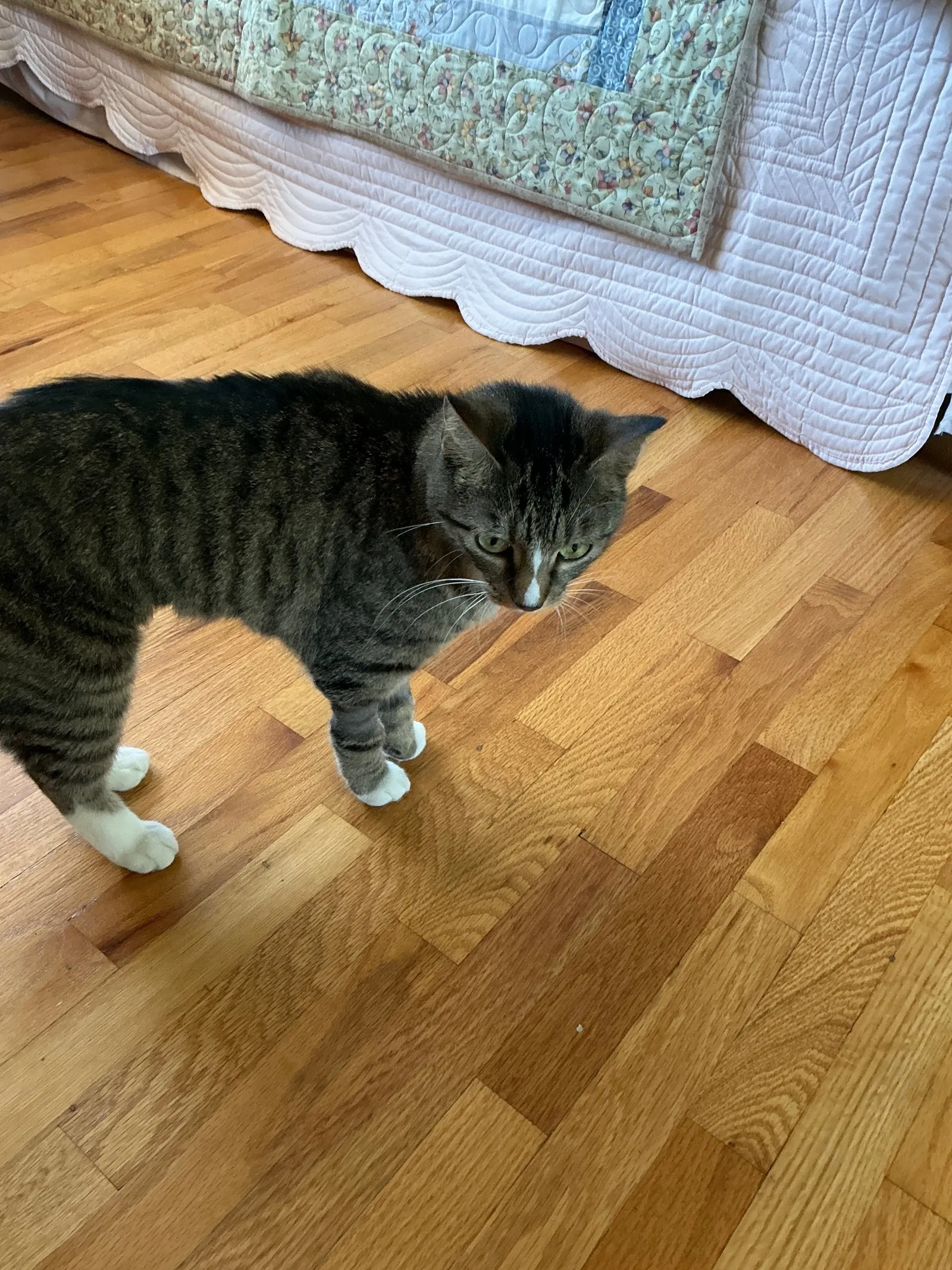 Alley, our new cat, making herself at home.