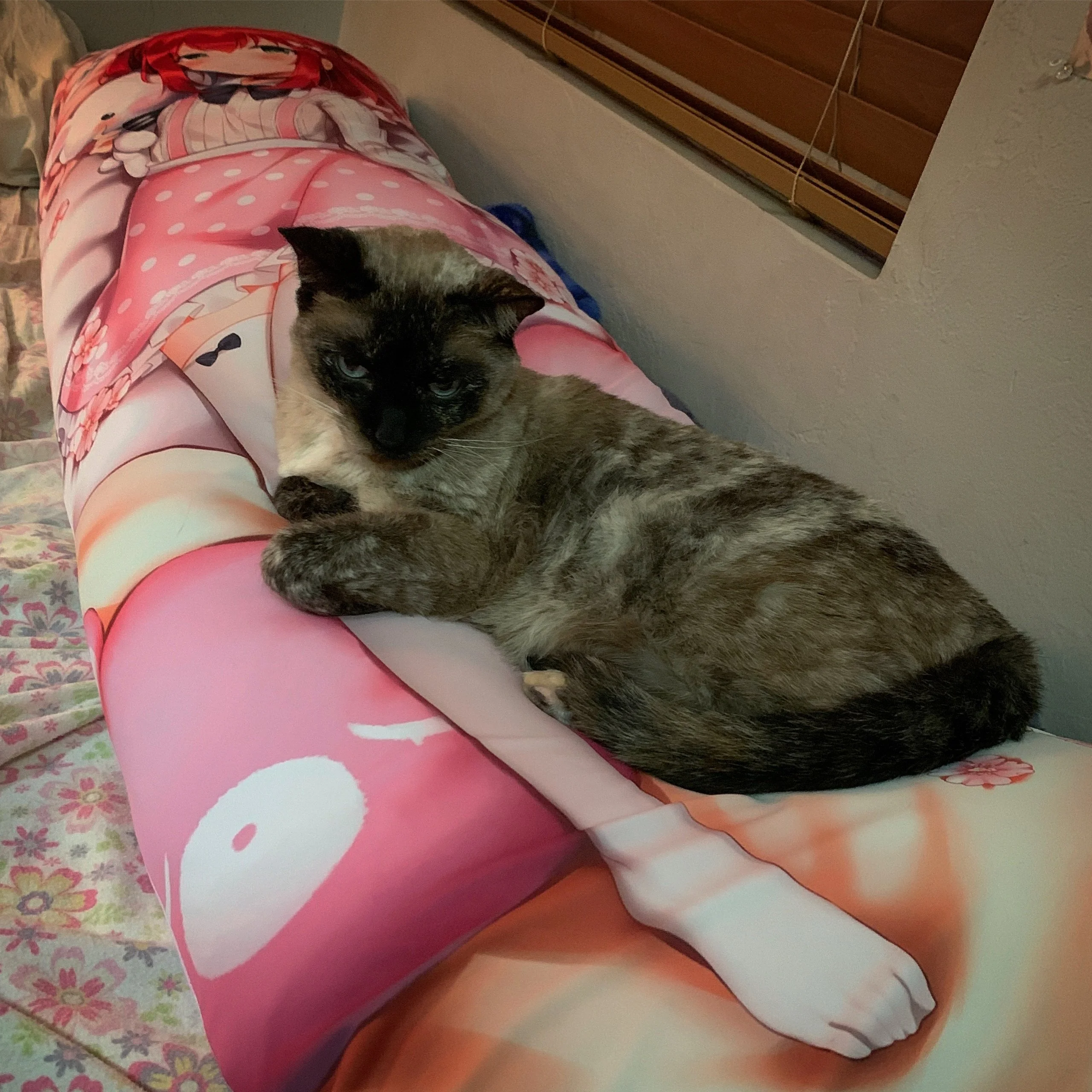 Nora comfortably resting at Ruby Kurosawa's feet.