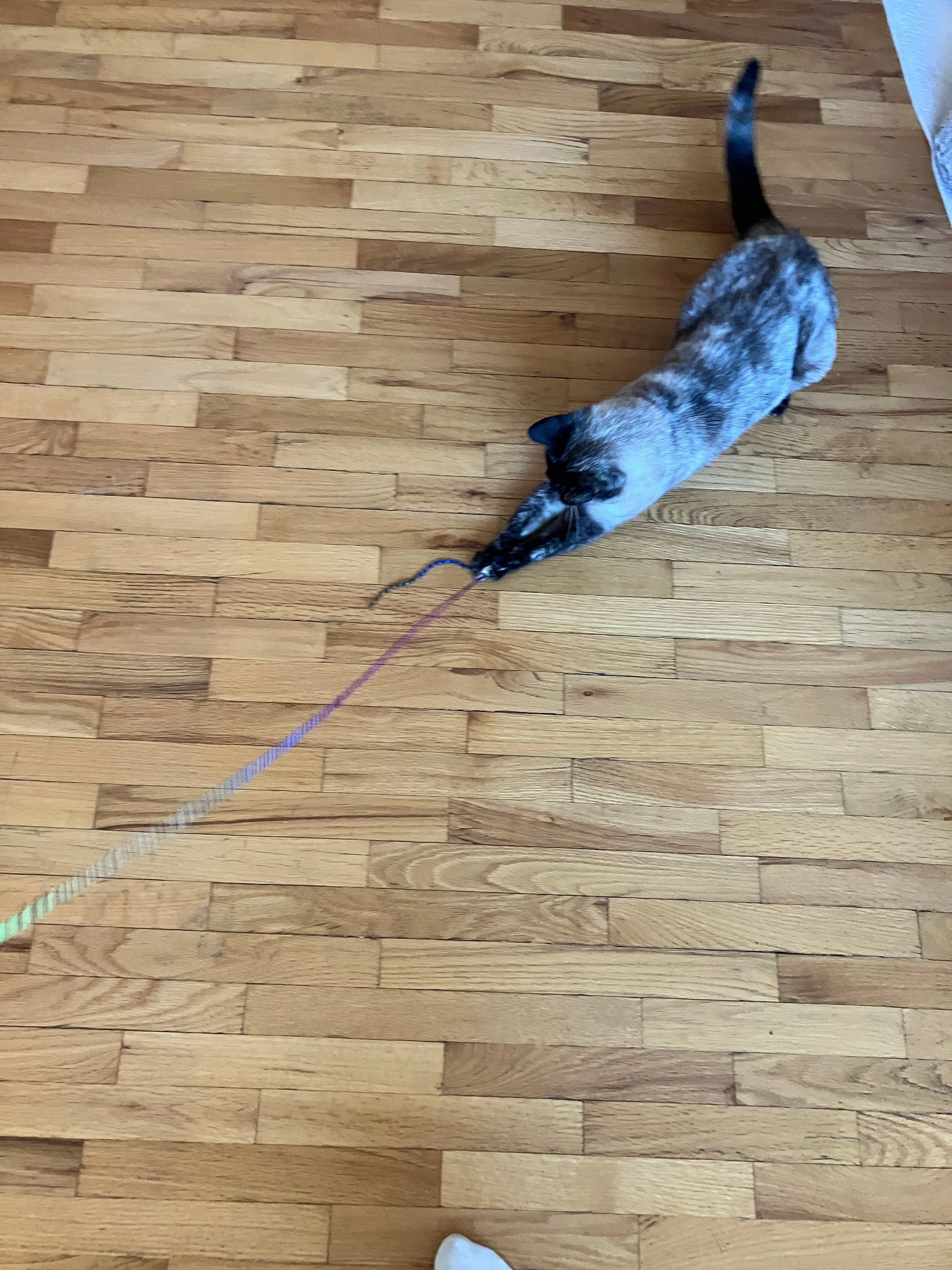 Nora chasing some yarn.