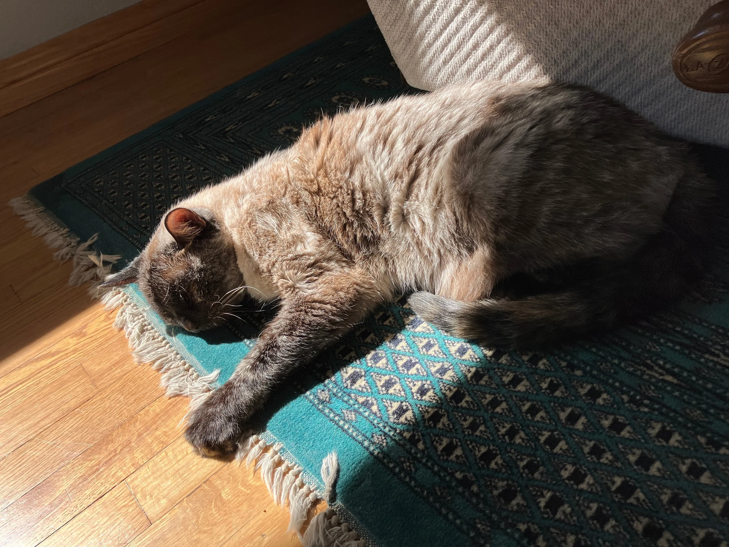 Nora basking in the afternoon sunlight.