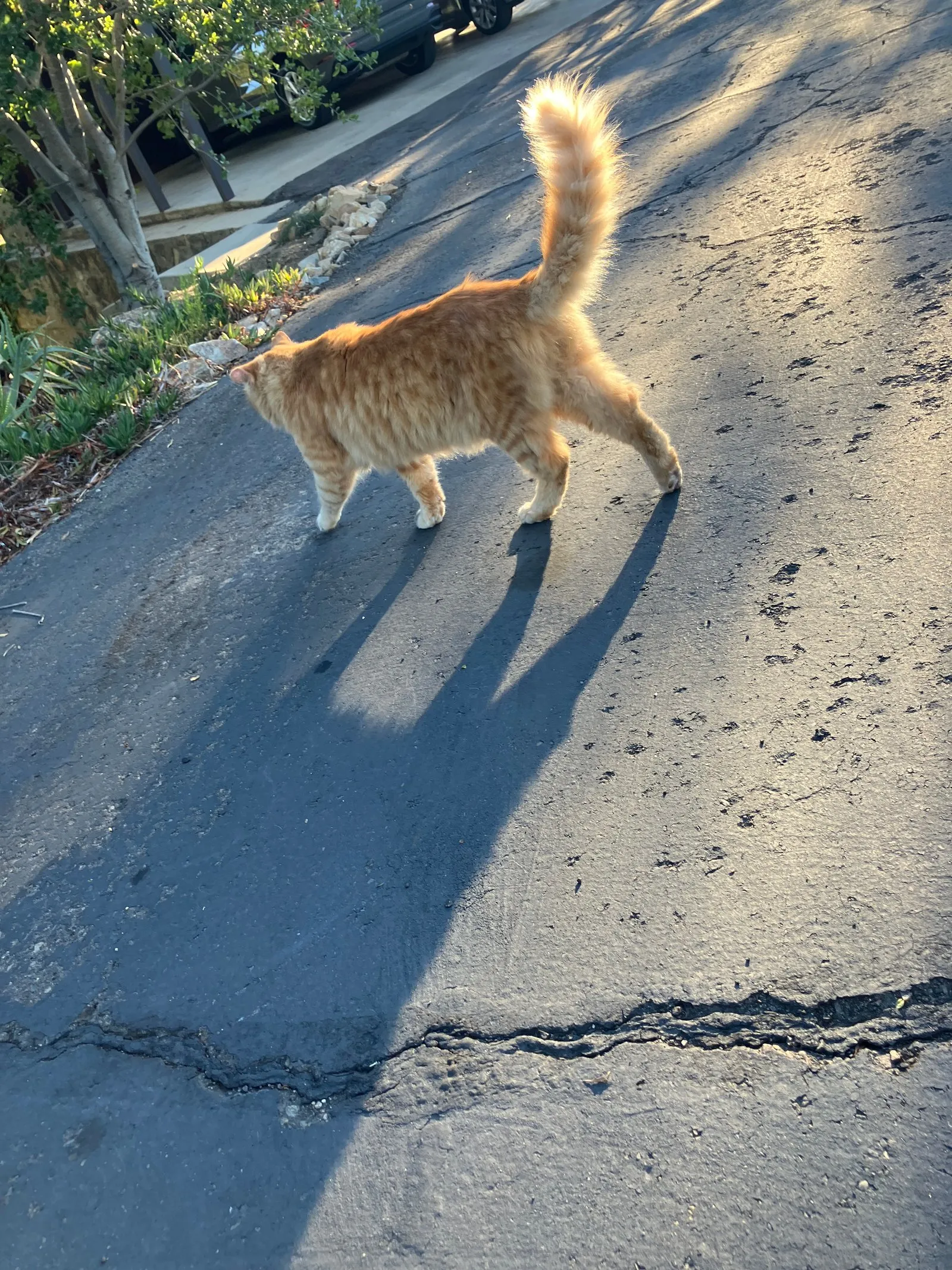 An orange outdoor cat, mid-adventure.