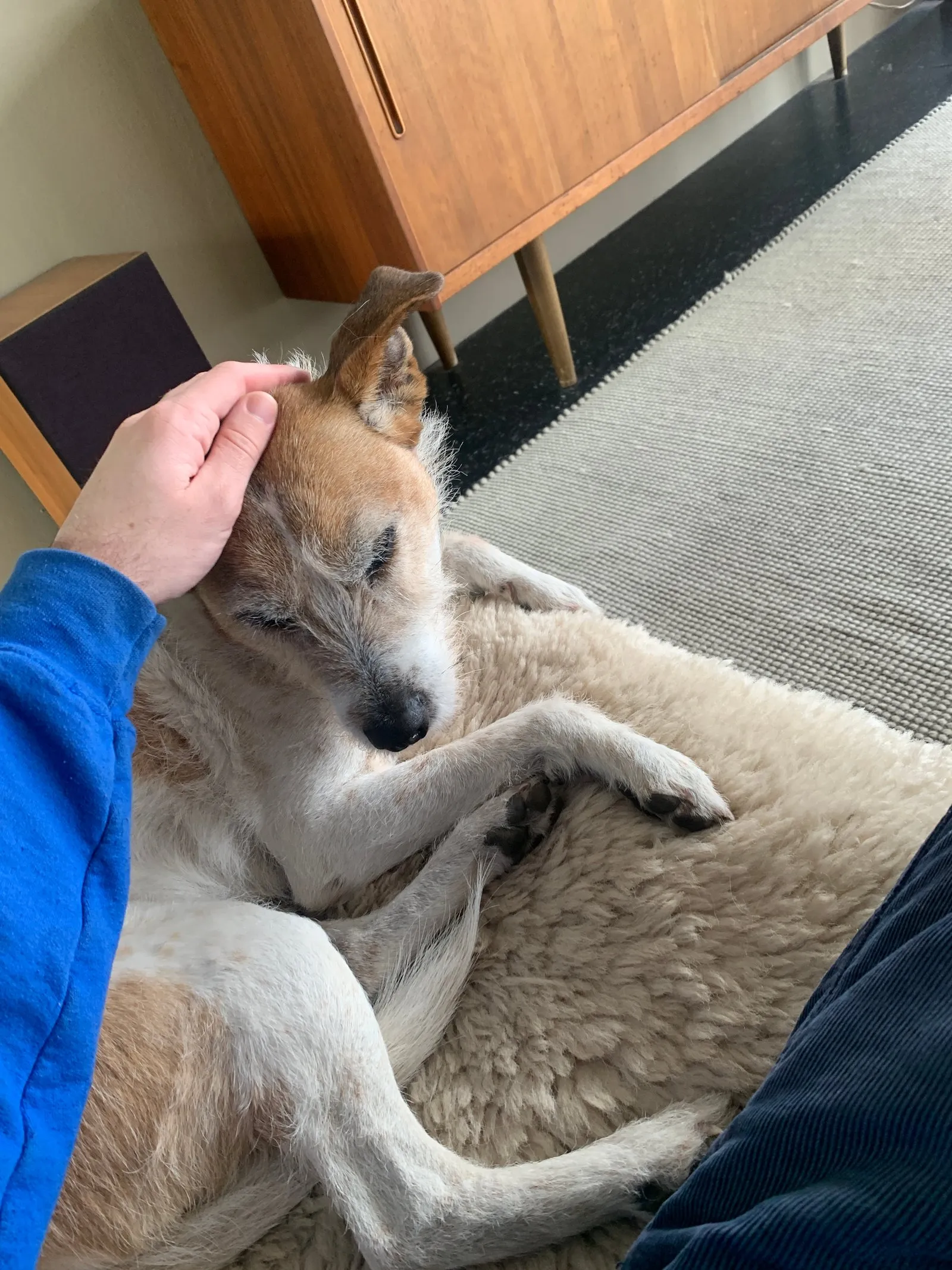 House sitting means spending time with the most goodest of boys.