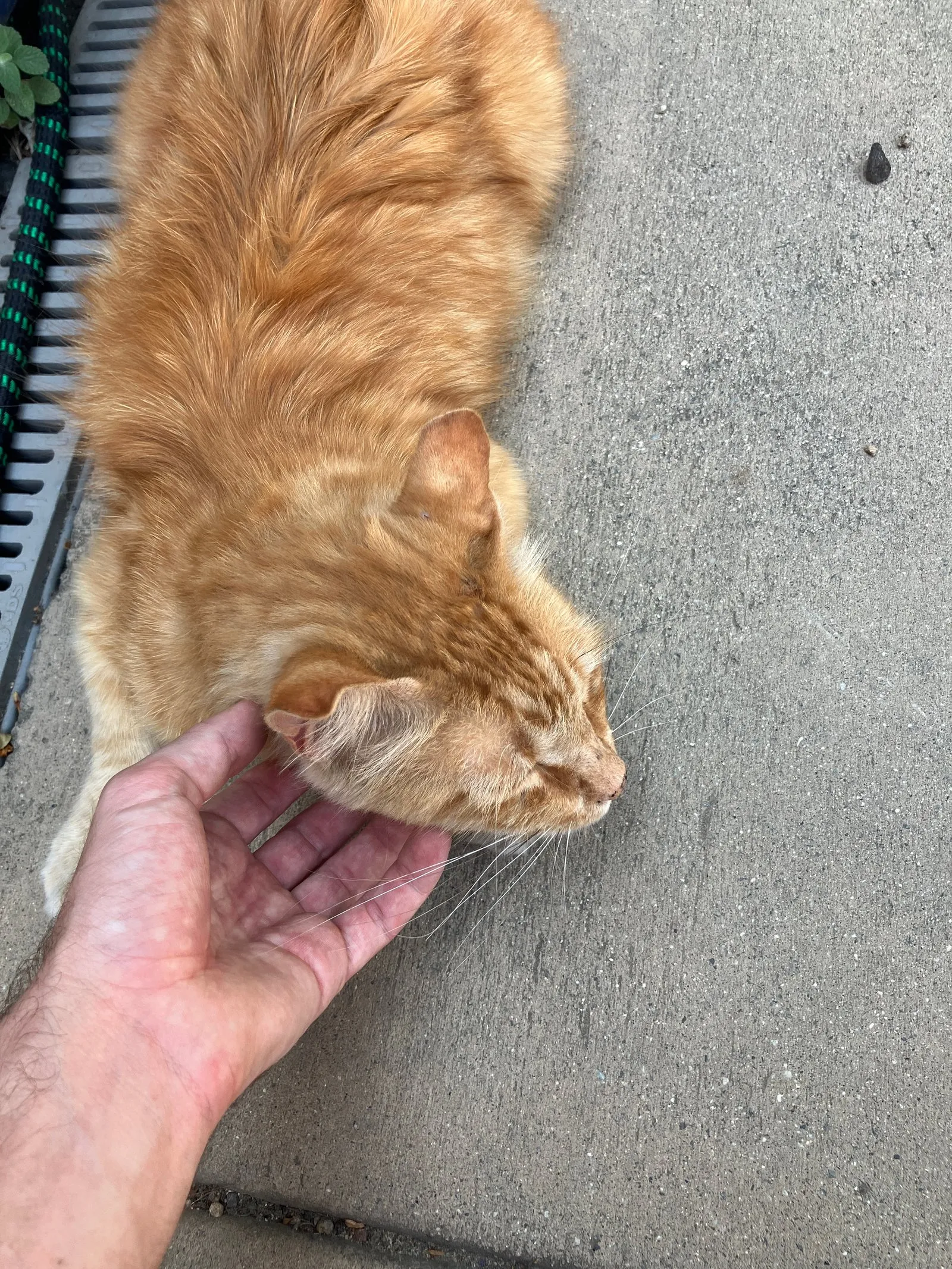 Scritches by the driveway.