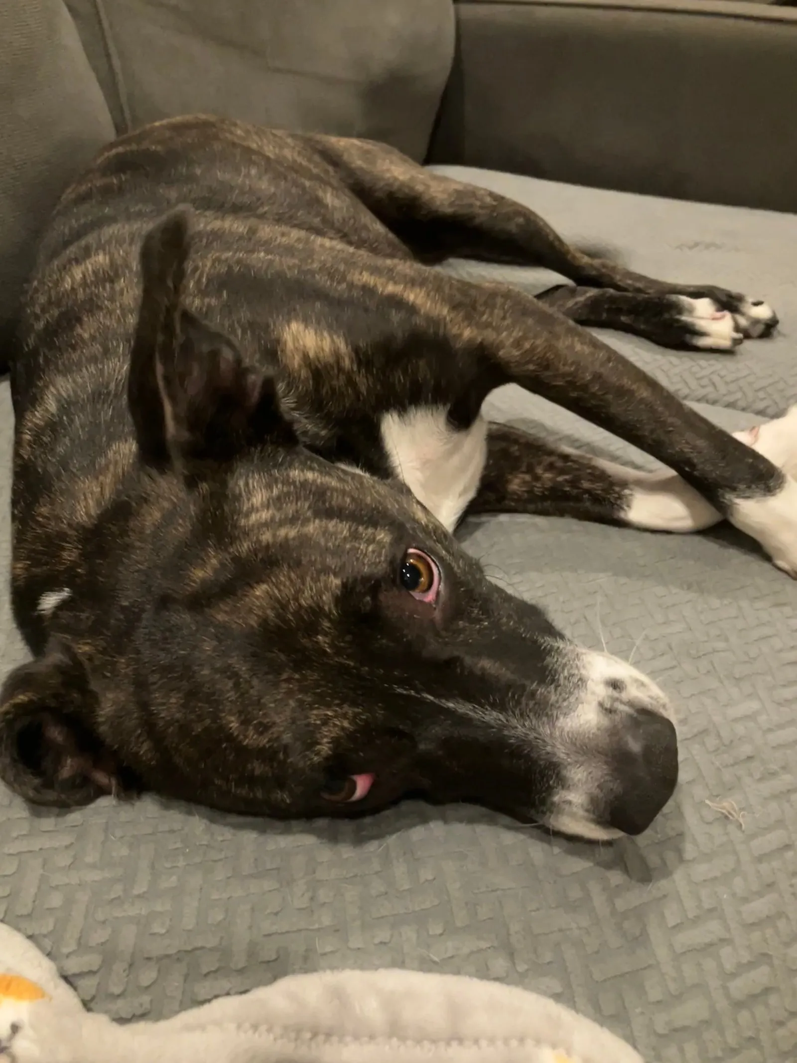 A relaxed pitbull enjoying a peaceful afternoon.