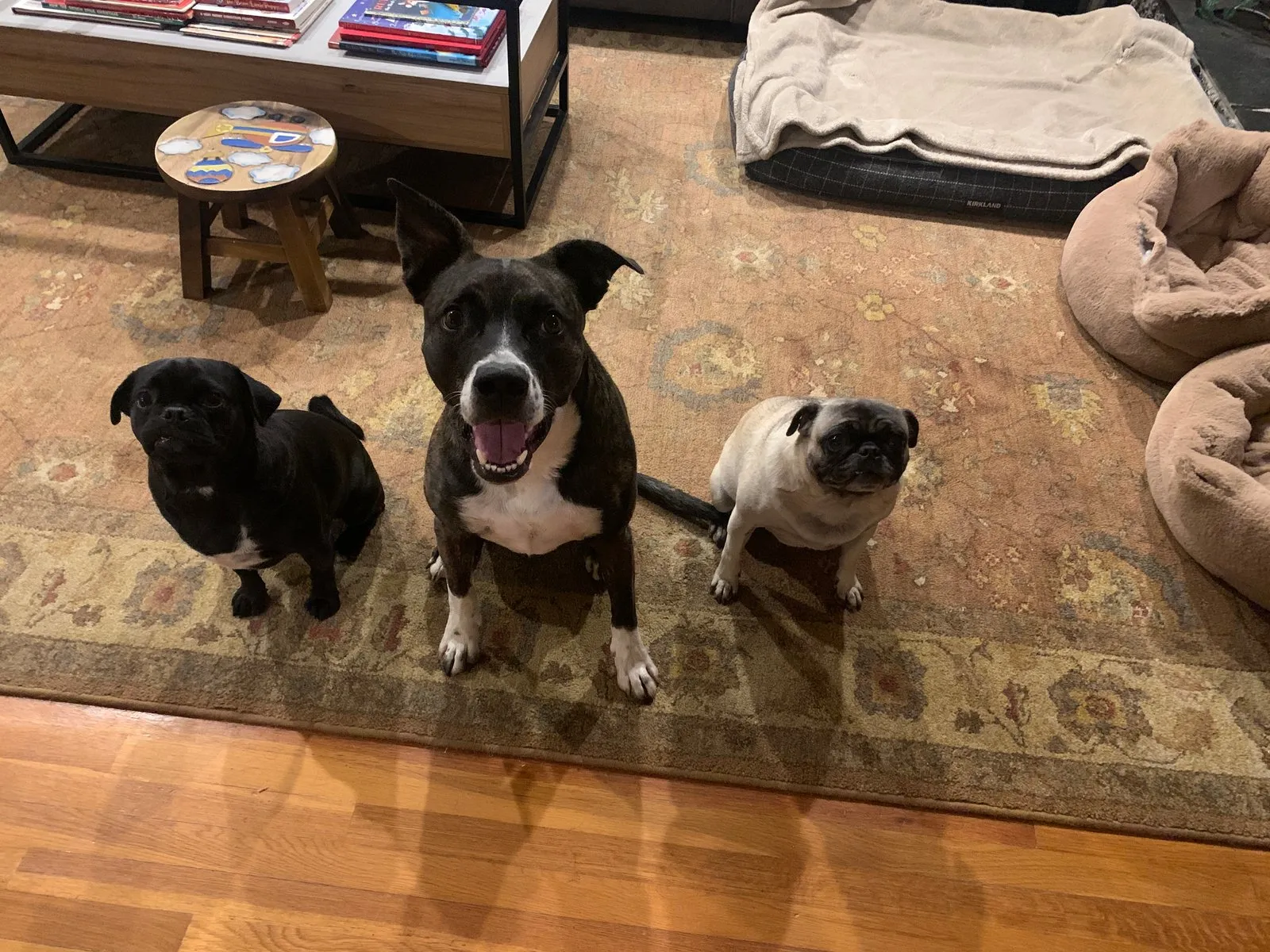 Three energetic doggies I cared for over Thanksgiving
