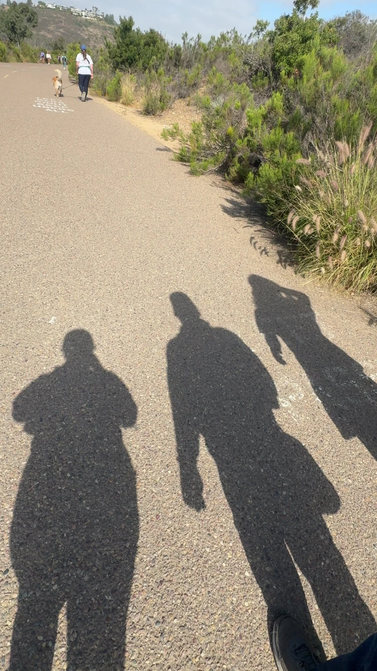 The shadows of three friends on a weekly walk.