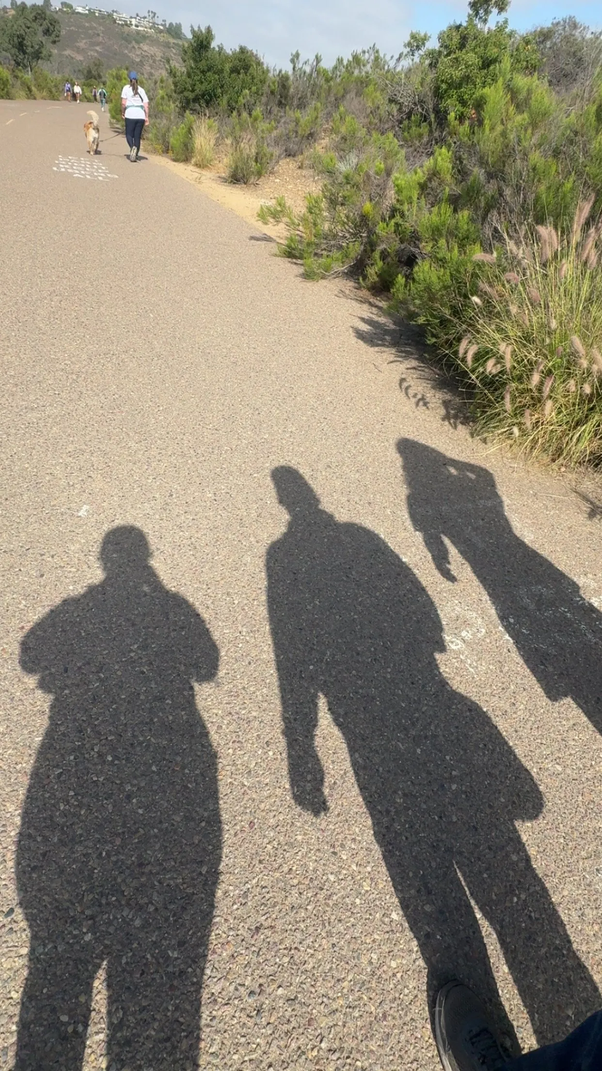 The shadows of three friends on a weekly walk.