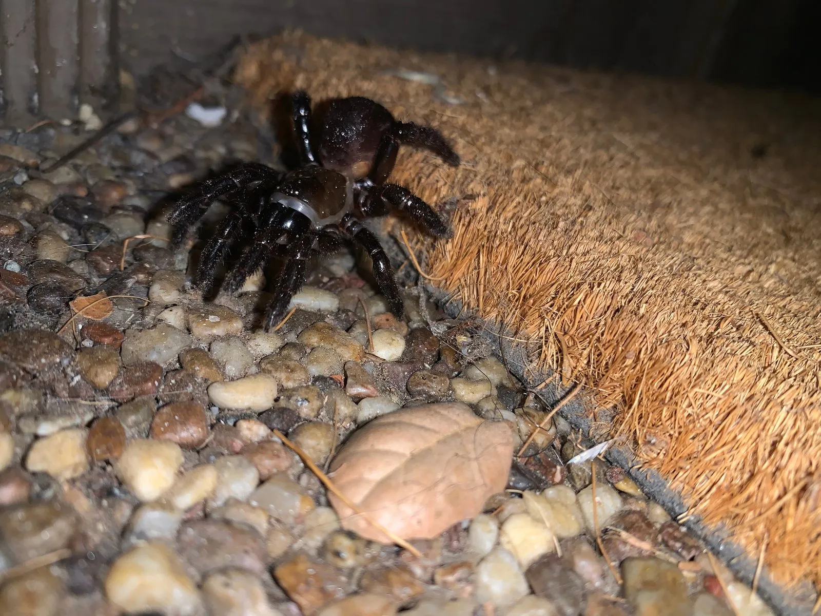 A trapdoor spider spotted after the rain.