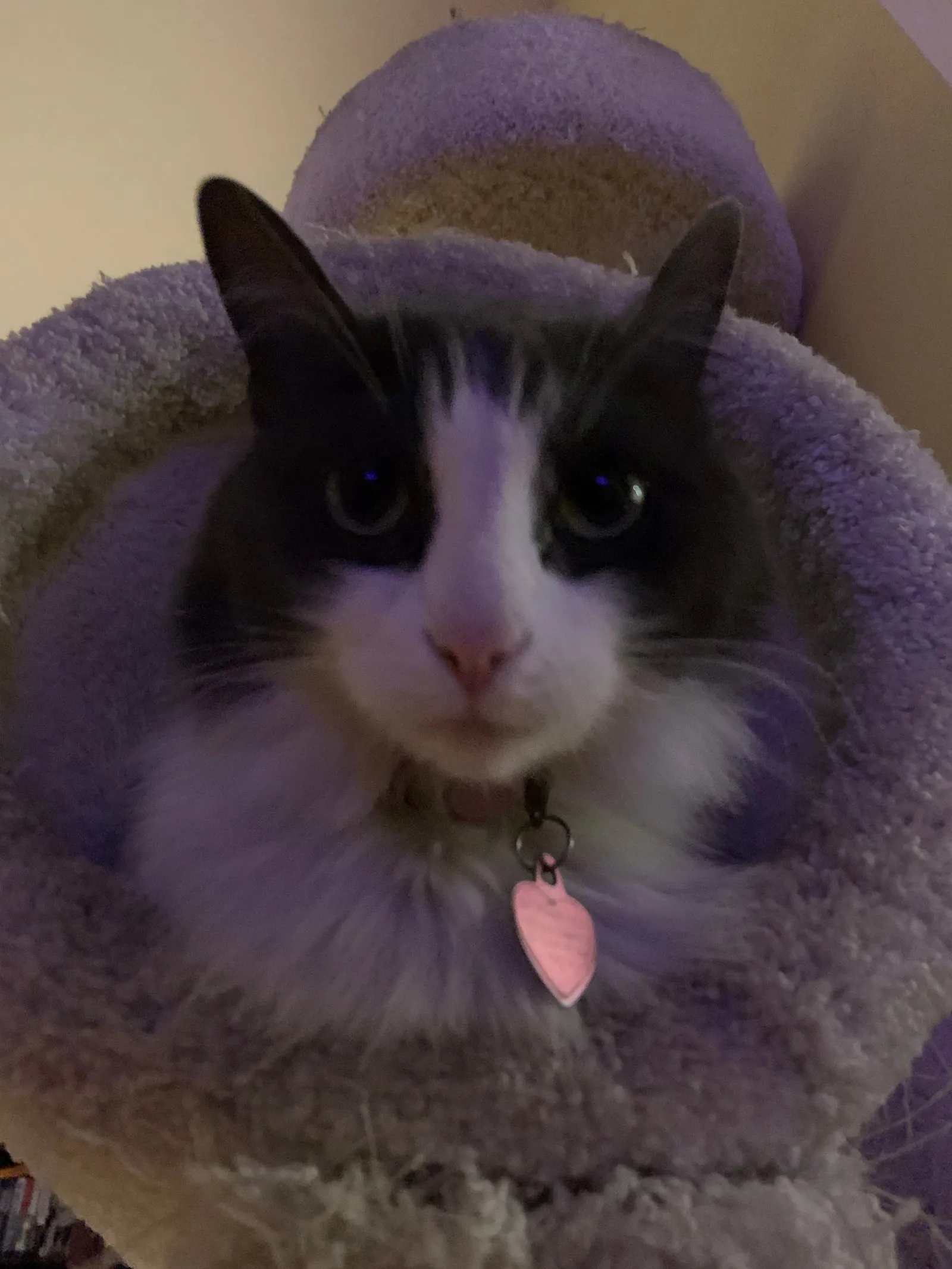 House-sitting and spending Thanksgiving with these adorable cats